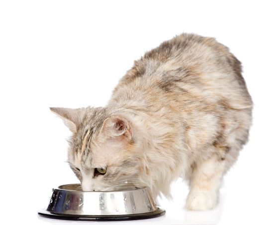 고양이 영양학 : 단백질부터 타우린까지, 사료 속 필수 영양소 완벽 가이드