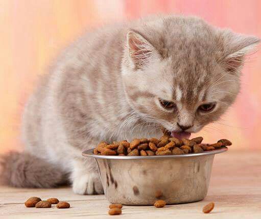 고양이 영양학 : 단백질부터 타우린까지, 사료 속 필수 영양소 완벽 가이드