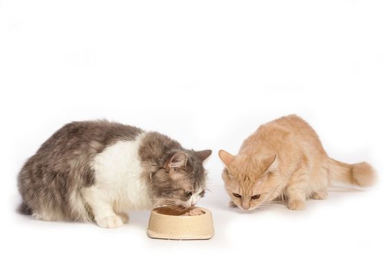 고양이 영양학 : 단백질부터 타우린까지, 사료 속 필수 영양소 완벽 가이드

