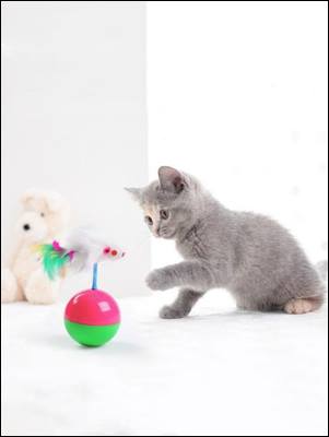 고양이 성향에 맞는 장난감 고르는 5가지 팁 Cat toys
