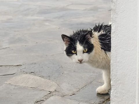 길에서 사는 고양이 사진
