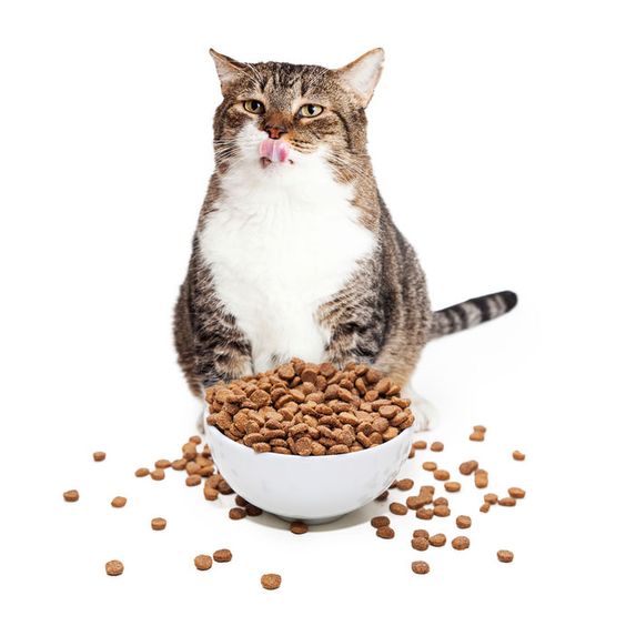고양이 영양학 : 단백질부터 타우린까지, 사료 속 필수 영양소 완벽 가이드
