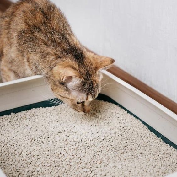 고양이 화장실 울음 소리에 대한 대처법