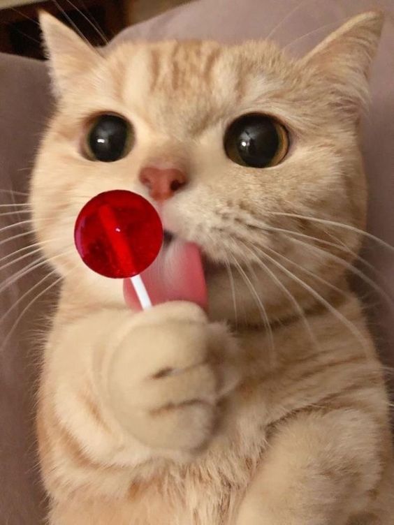 고양이가 사탕을 물고 있는 사진