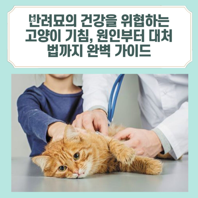 고양이가 병원에 누워있는 사진