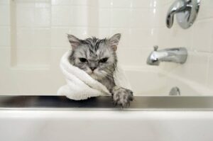 고양이 목욕하는 모습