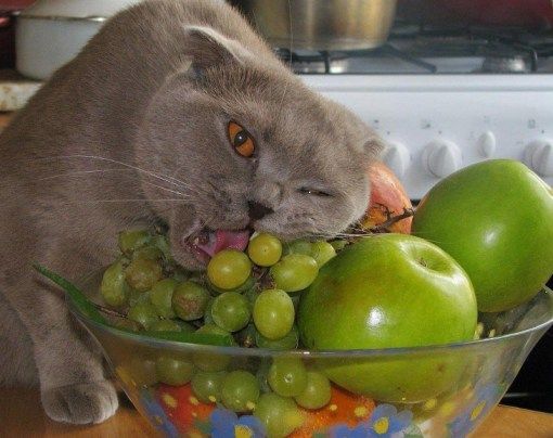 Cat grapes