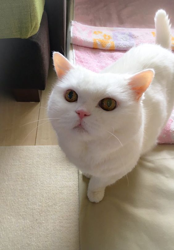 고양이 표정 서서 눈을 크게 뜨고 있는 하얀색 고양이