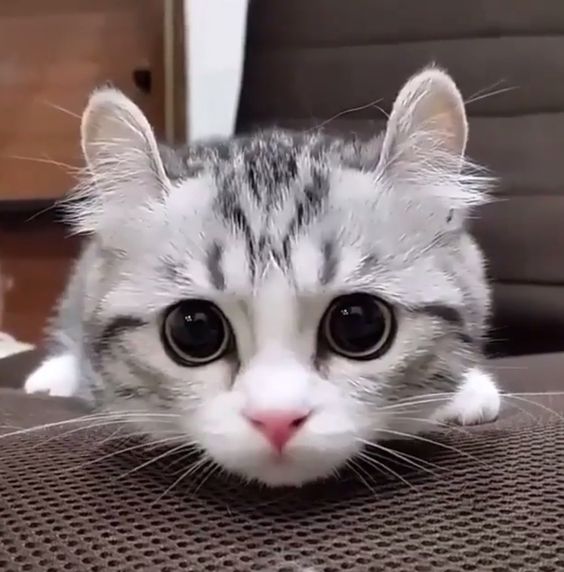 고양이 표정 눈을 크게 뜨고 있는 얼굴