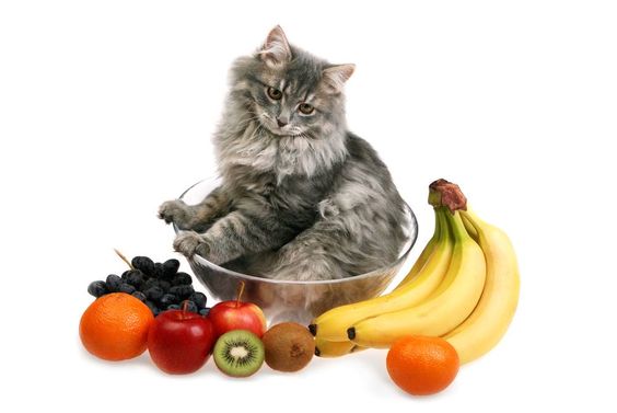 고양이가 먹을 수 있는 과일과 절대 먹어서는 안 되는 과일