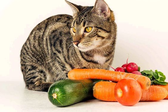 고양이가 먹을 수 있는 과일과 절대 먹어서는 안 되는 과일