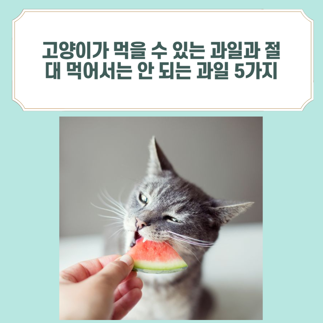 고양이가 수박을 먹는 모습
